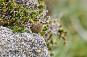Pacific Wren (Troglodytes pacificus) at Chowiet Island, Semidi Islands, Alaska, USA