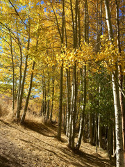 Fall colors in a grove of aspen near Lake Tahoe, California