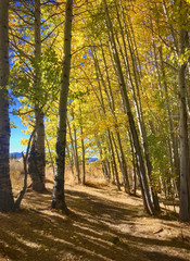 Fall colors in a grove of aspen near Lake Tahoe, California