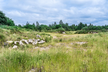 Fototapeta na wymiar Remnants of concrete slabs on the field. The ruins are overgrown with tall grass and trees. Summer landscape