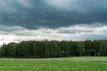 Gloomy birch grove in a storm. Dark rainy clouds of an impending cyclone