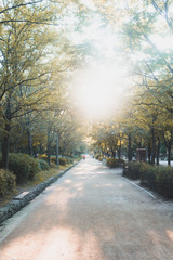 road in the forest