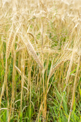 ripening barley, close-up abstract background