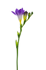 Side view of purple frehsia flower, isolated on white background