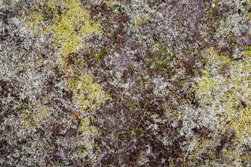 Saturated natural texture and background with moss. Pine forest and needles on the ground. Earth and moss. Summer bright forest background.