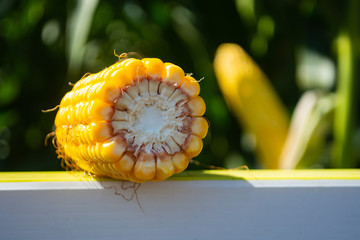 corn cobs in a field stuffed with grains
