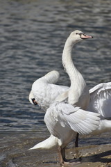 Fototapeta premium cygnes et cygneaux