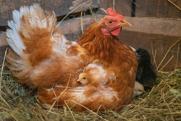 A mother hen with newly hatched Chicks.