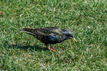 Common Starling (Sturnus vulgaris) in park, Central Russia