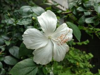 White Hibiscus Flower, White China rose with green leaf