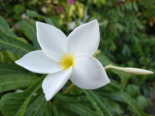 white beautiful frangipani flower