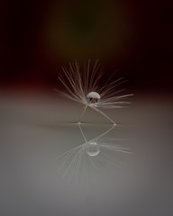 Macrophoto with dandelion and water drops