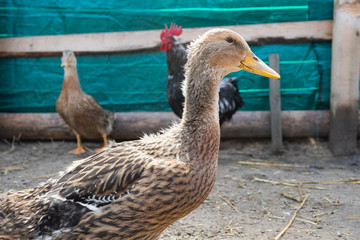 poultry yard. Geese and chickens on a plot in the village. private household
