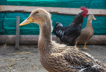 poultry yard. Geese and chickens on a plot in the village. private household