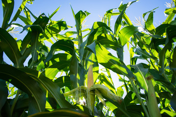 green stalks and heads of silage corn in the field