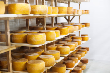 Cow milk cheese, stored in a wooden shelves and left to mature