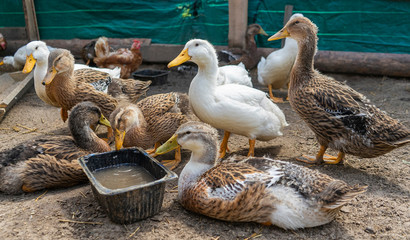 poultry yard. Geese and chickens on a plot in the village. private household