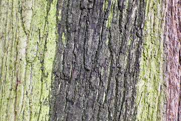 Fototapeta premium wood texture