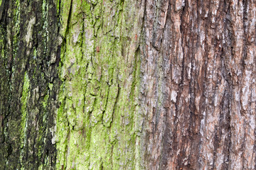 wood texture