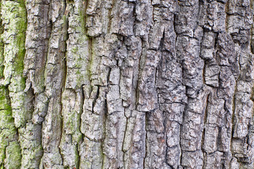 wood texture