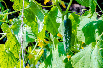 Growing cucumbers. A green young cucumber hangs on a Bush in the garden close-up in the green of cucumber leaves on a trellis.