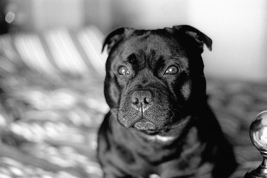 Portrait of a handsome Staffordshire Bull Terrier dog sitting on a bed in the morning sunshine. Monochrome image taken on film with some film grain.