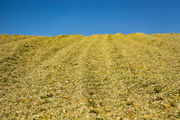 green mass of corn silage during placement in the pit