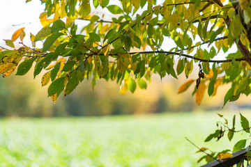 Autumn green and yellow leaves in sunny fall day, sunny light bokeh and vibrant colors