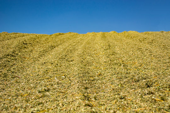 green mass of corn silage during placement in the pit