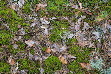 Saturated natural texture and background with moss. Pine forest and needles on the ground. Earth and moss. Summer bright forest background.