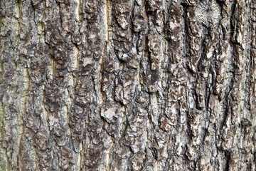 wood texture