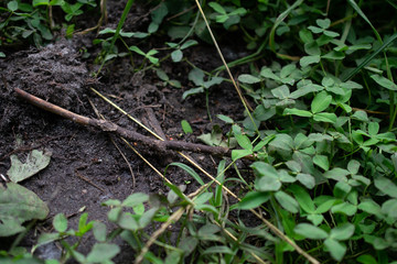grass and earth, goosebump