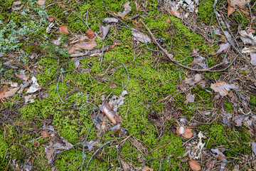 Saturated natural texture and background with moss. Pine forest and needles on the ground. Earth and moss. Summer bright forest background.