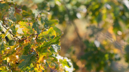 Colorful, green and golden oak leaves in sunny fall day, beautiful autumn morning