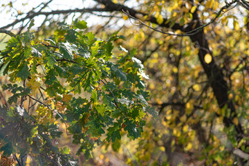 Colorful, green and golden oak leaves in sunny fall day, beautiful autumn morning