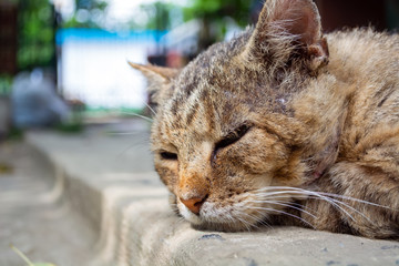 old homeless cat with scars asleep on the road