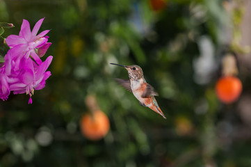 Fototapeta na wymiar Allen's Hummingbird (Selasphorus sasin) female in garden, Los Angeles, California, USA