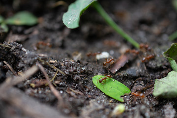 grass and earth, goosebump