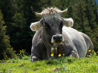 Kuh auf Almwiese in Österreich