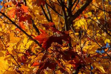 Autumn. Yellow and red maple leaves on the tree. Multicolored maple leaves hang in the sun