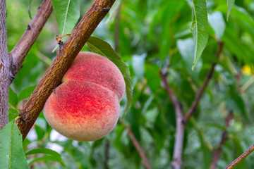 Sweet peach fruits growing on a peach tree branch
