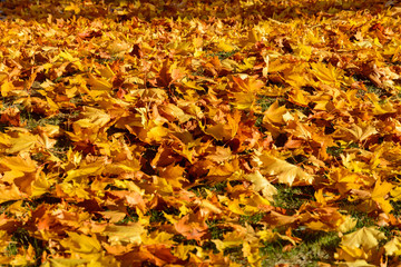 Autumn. A carpet of yellow and red maple leaves on the grass. Yellow maple leaves lie after the rain