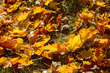 Autumn. A carpet of yellow and red maple leaves on the grass. Yellow maple leaves lie after the rain