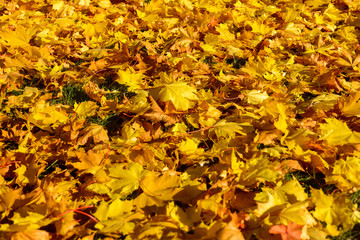 Autumn. A carpet of yellow and red maple leaves on the grass. Yellow maple leaves lie after the rain
