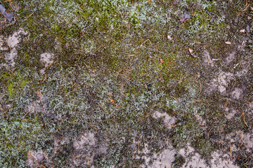 Saturated natural texture and background with moss. Pine forest and needles on the ground. Earth and moss. Summer bright forest background.