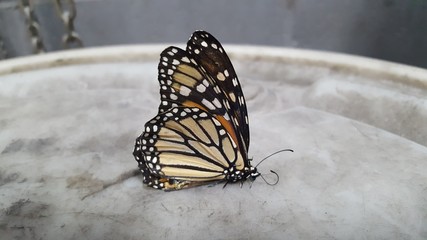 black swallowtail butterfly