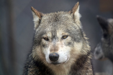 The face of a Grey Wolf (Canis lupus). Also known as the Timber Wolf, it is found widely throughout North America and Asia.