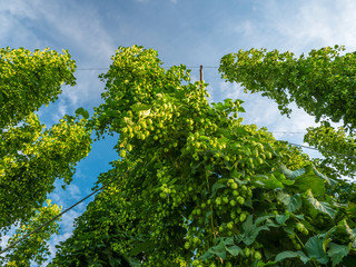 Fototapeta premium Holledau sunset hop garden view