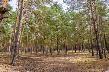 Natürlicher Nadelwald als Lebensraum für Tiere und Pflanzen