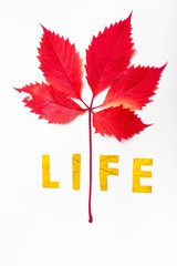Life. Letters carved from wedge leaves